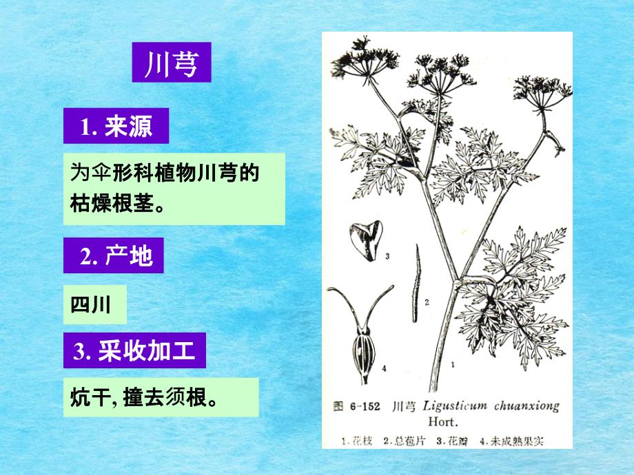 川芎1.来源ppt课件_第1页