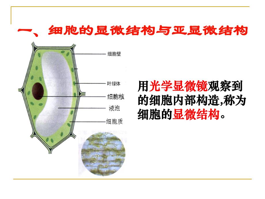 细胞器──系统内的分工合作-ppt_第2页