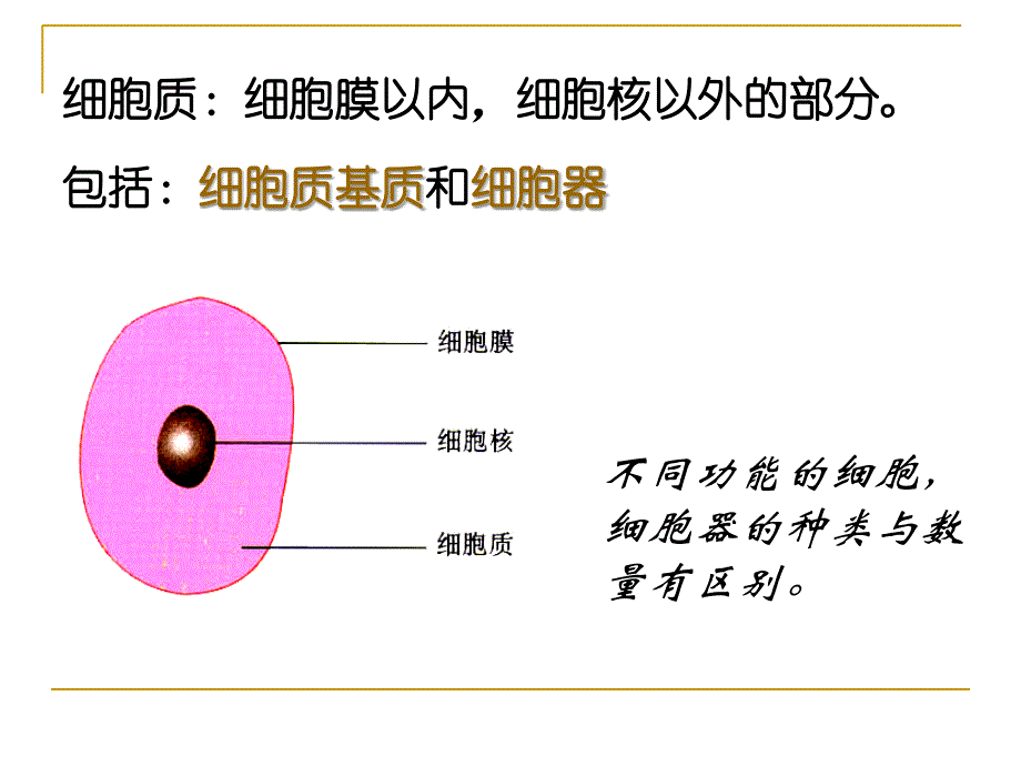 细胞器──系统内的分工合作-ppt_第4页