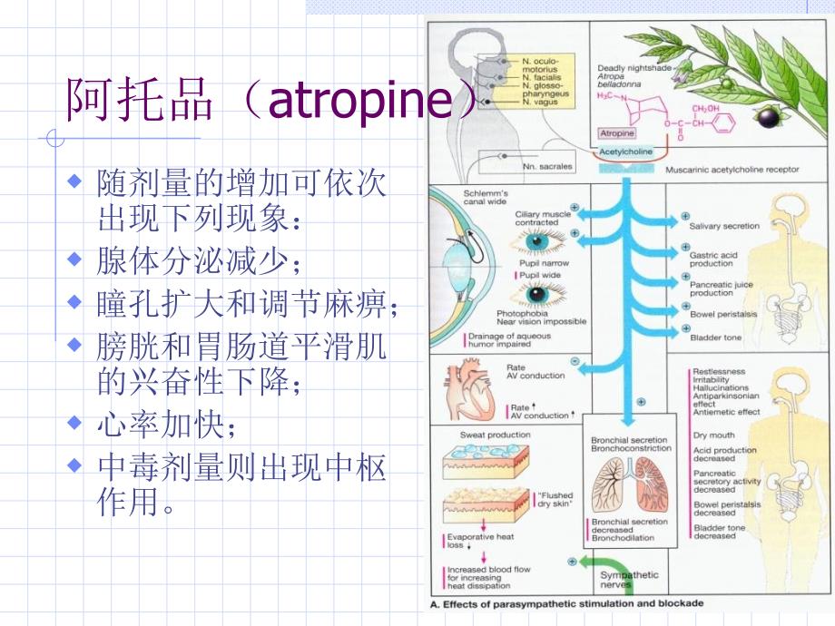 最新北京中医药大学药理课件抗胆碱药PPT文档_第3页