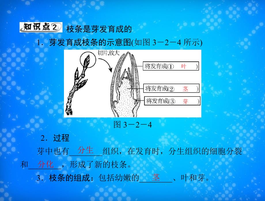 随堂优化训练七年级生物上册第三单元第二章第二节植株的生长配套课件人教新课标版课件_第4页