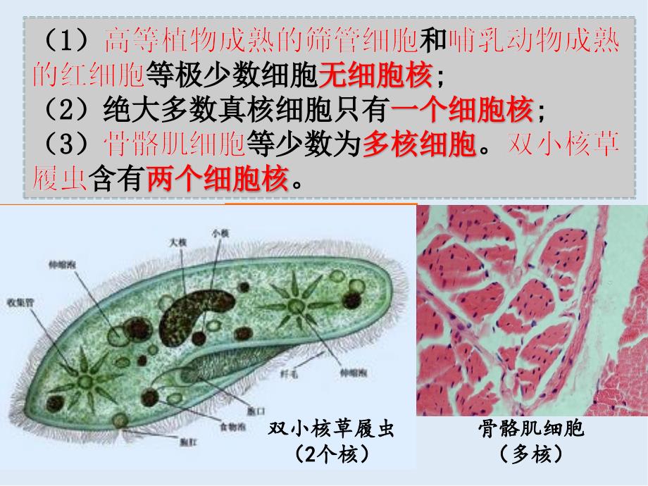 江西省吉安县第三中学高中生物必修一：3.3细胞核系统的控制中心课时1 课件_第2页