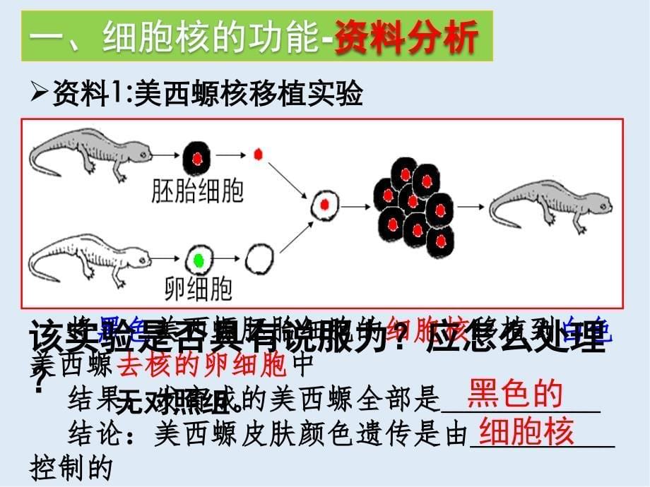 江西省吉安县第三中学高中生物必修一：3.3细胞核系统的控制中心课时1 课件_第5页