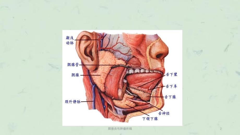 腮腺良性肿瘤终稿课件_第2页