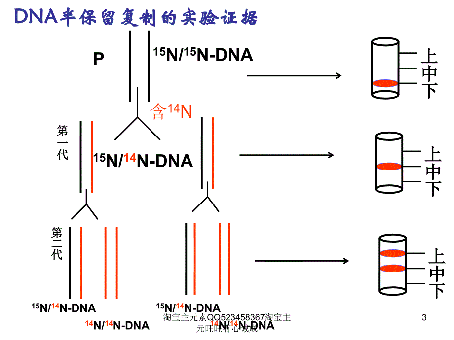 DNA分子的复制_第3页