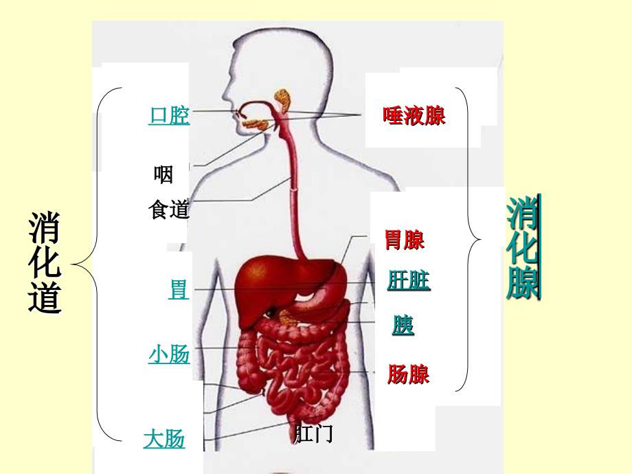 七年级生物消化与吸收_第3页