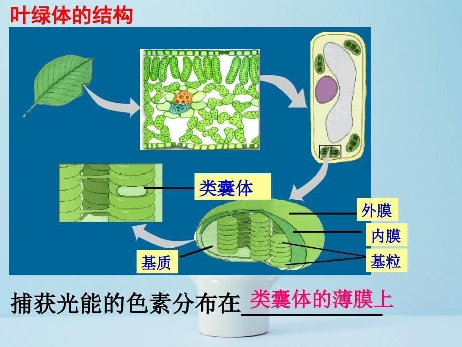 光合作用复习讲义严重整理ppt课件_第5页