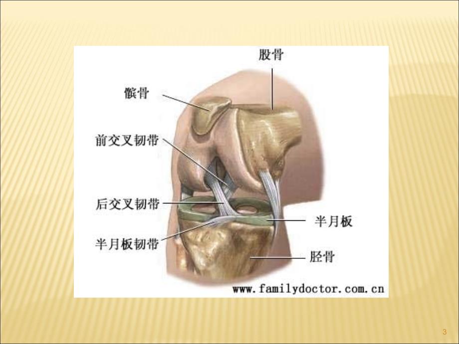 膝关节常见疾病的超声检查ppt课件_第3页