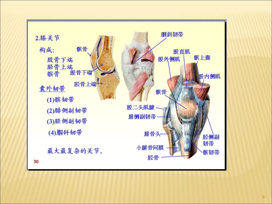 膝关节常见疾病的超声检查ppt课件_第4页