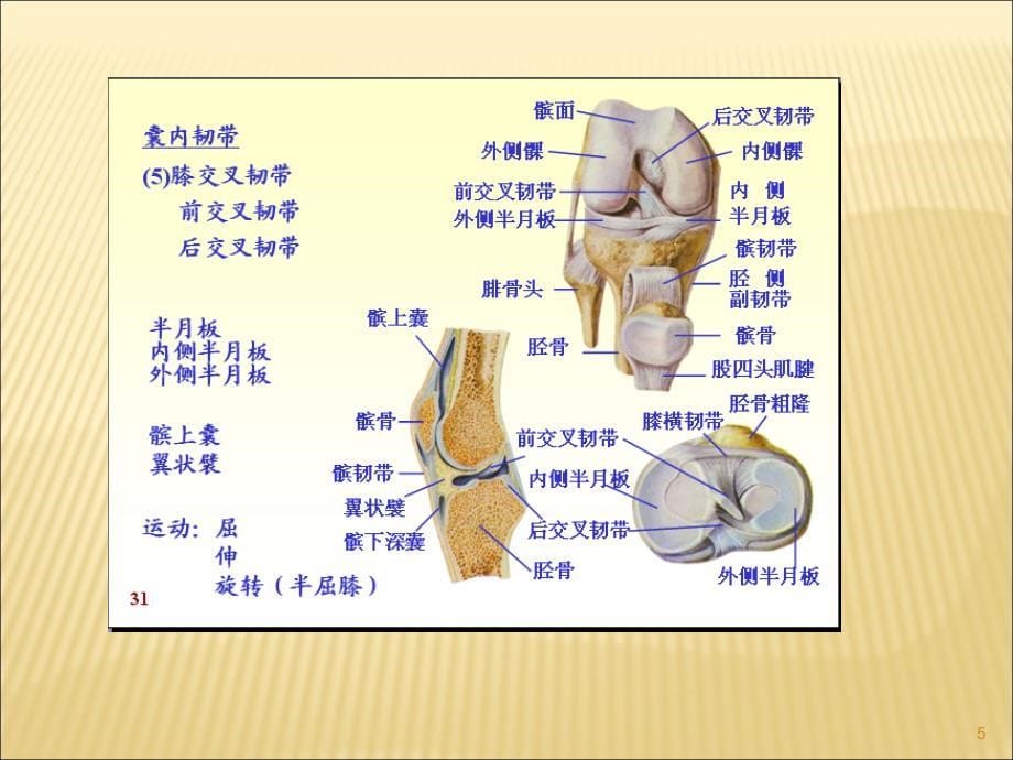 膝关节常见疾病的超声检查ppt课件_第5页