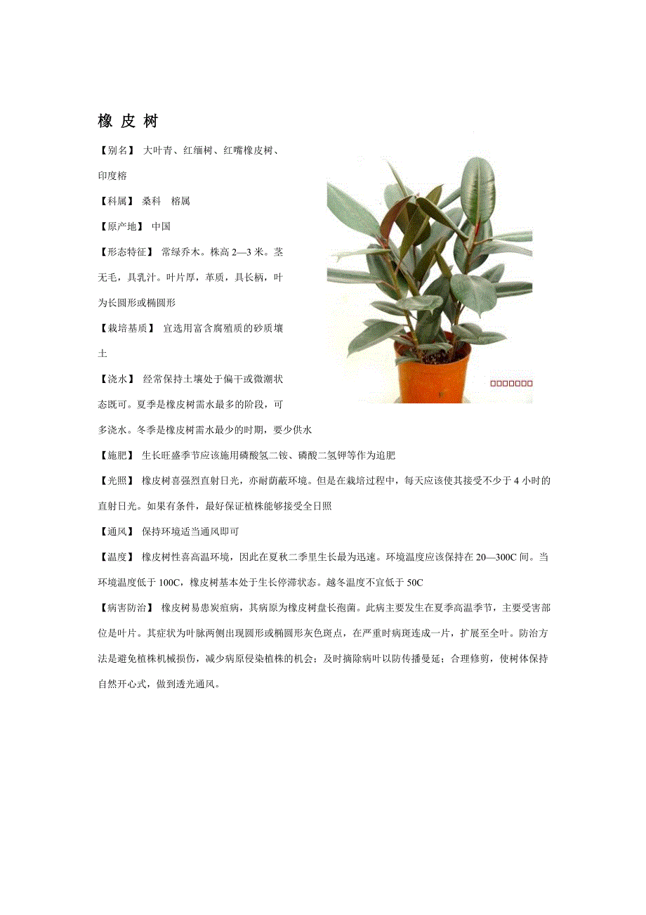 常见观叶植物.doc_第2页