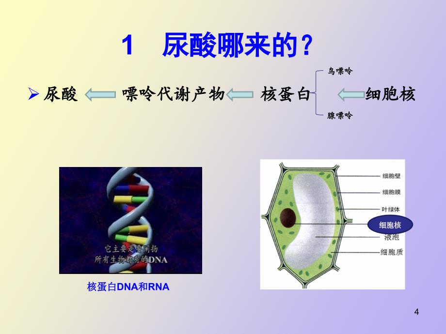 痛风患者饮食管理_第4页