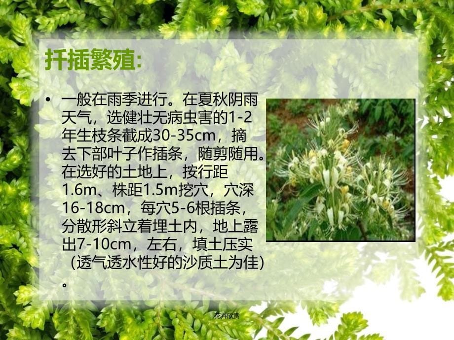 花卉欣赏课件_第5页