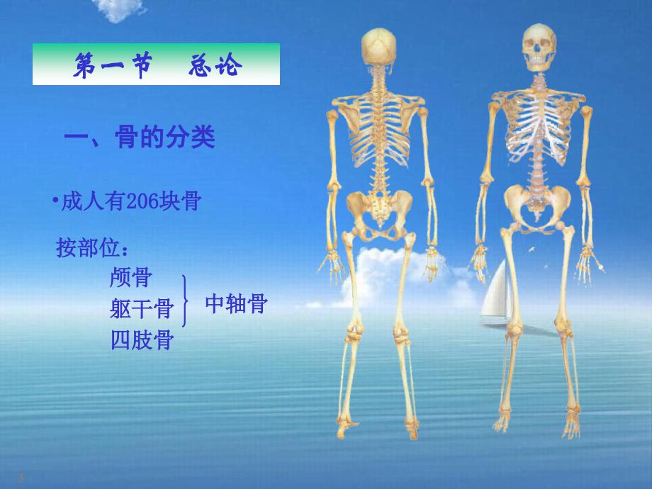 《解剖学骨学》课件_第3页