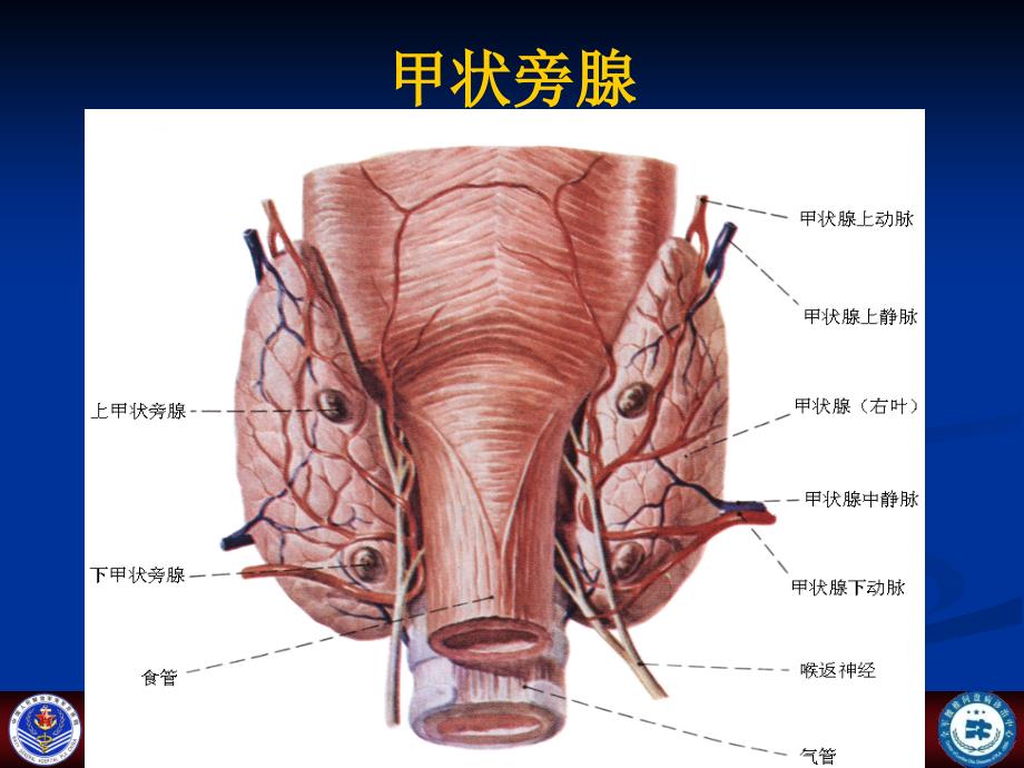 甲状旁腺功能亢进性等骨病ppt课件_第2页