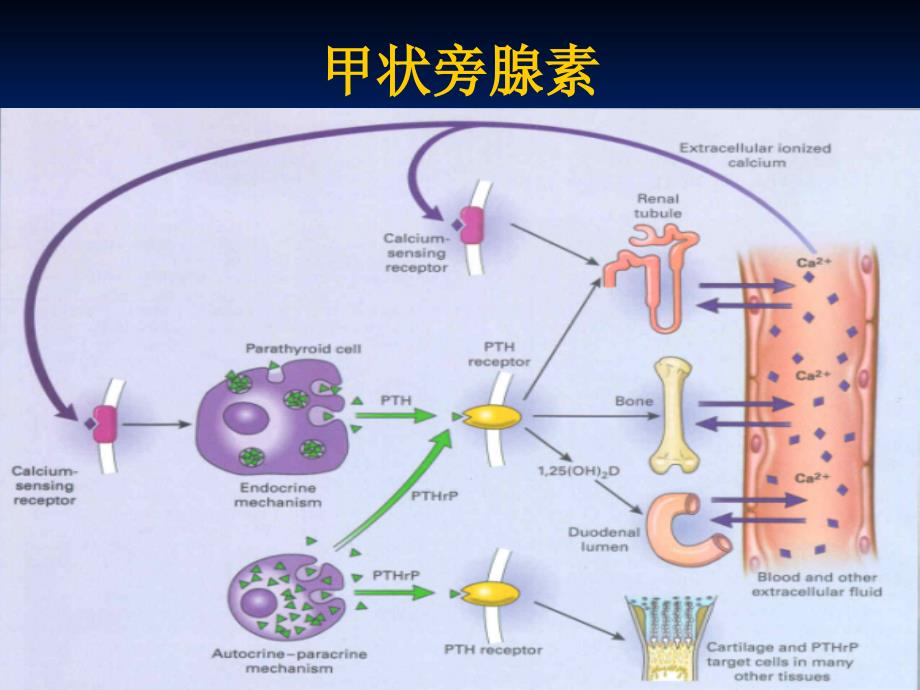 甲状旁腺功能亢进性等骨病ppt课件_第3页