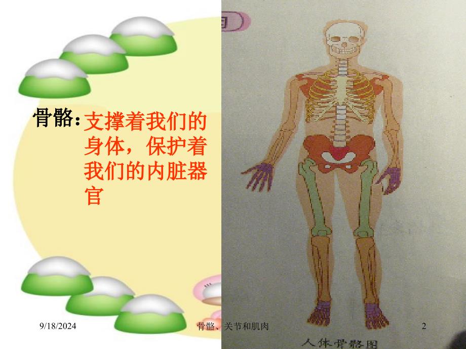 教科版科学四年级上册骨骼关节和肌肉课件_第2页