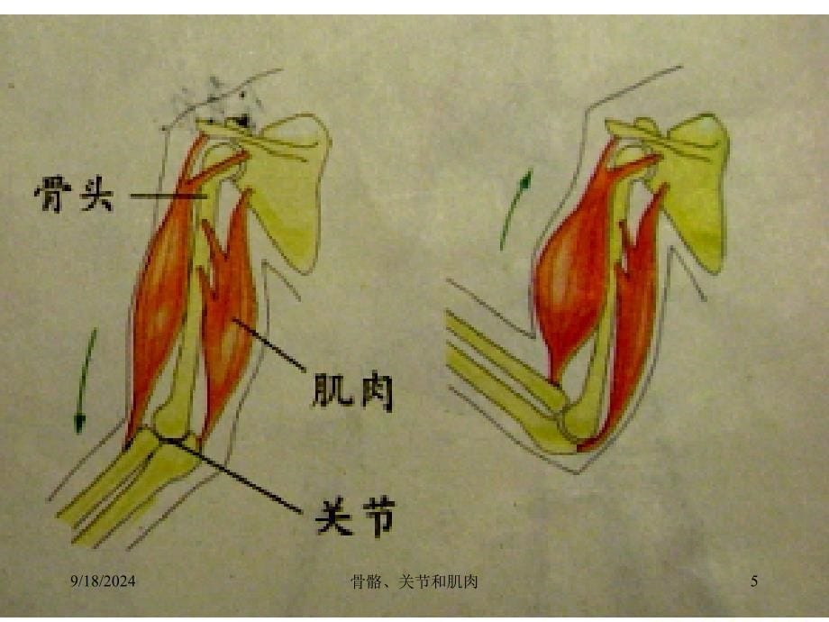 教科版科学四年级上册骨骼关节和肌肉课件_第5页