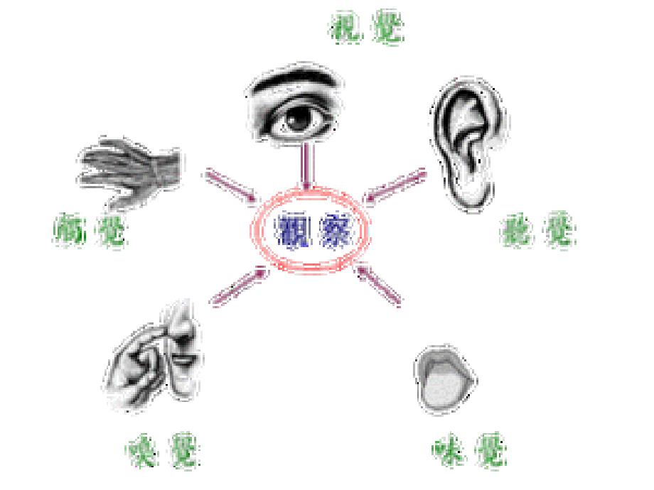 运用多种感官描写_第1页