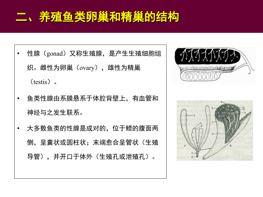 鱼类人工繁殖理论和技术_第3页