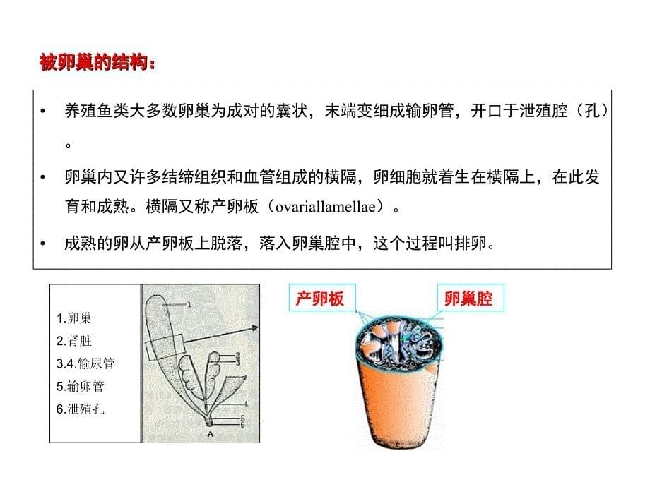 鱼类人工繁殖理论和技术_第5页