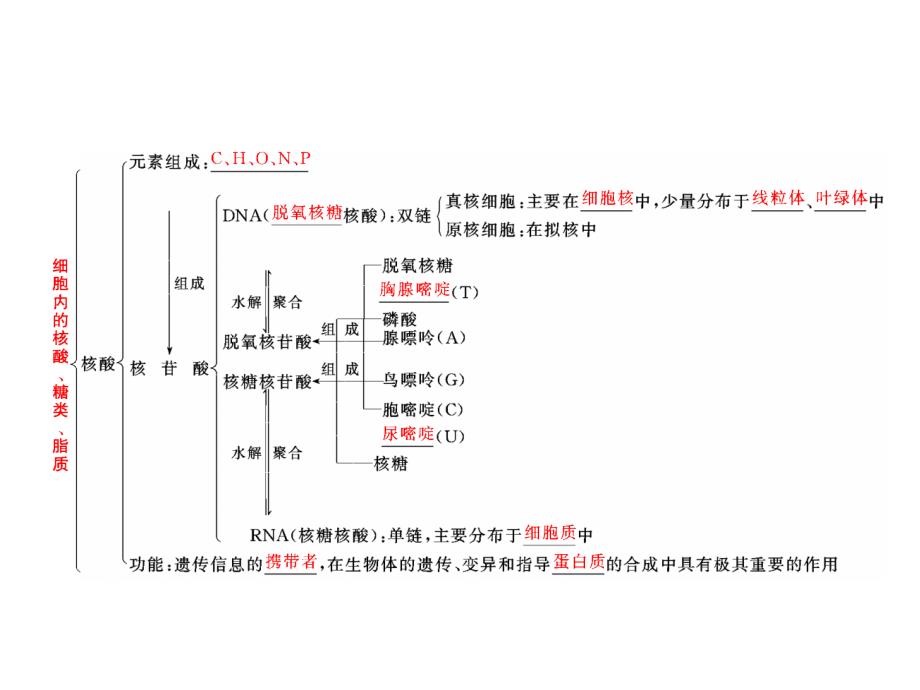 必修1第一单元第四讲核酸、糖类与脂质_第3页