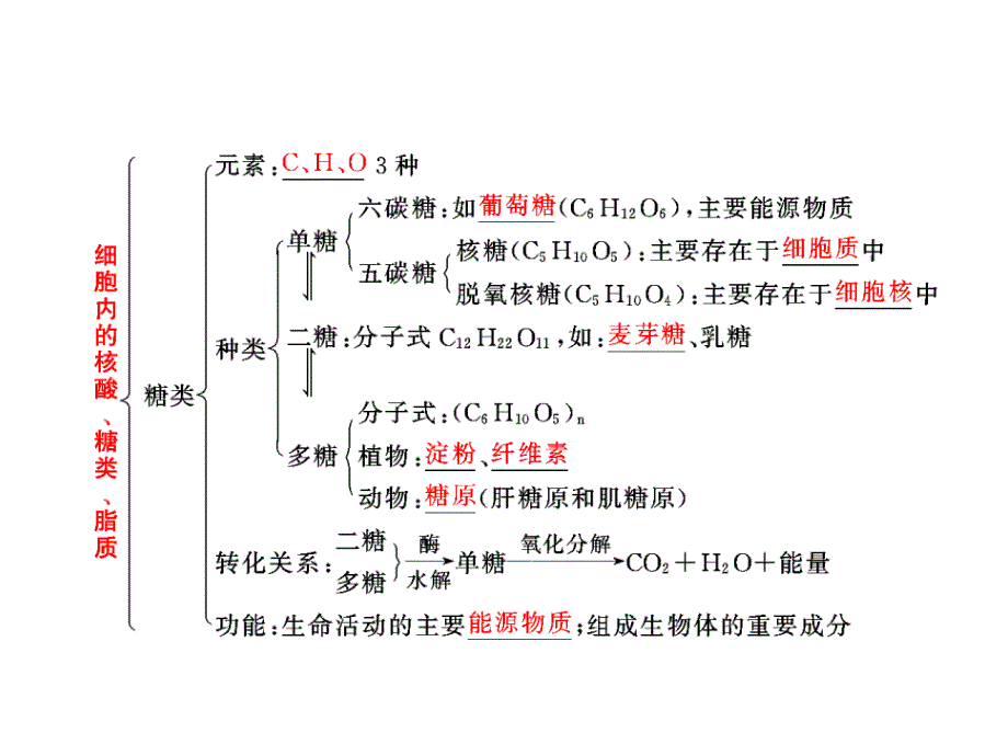 必修1第一单元第四讲核酸、糖类与脂质_第4页