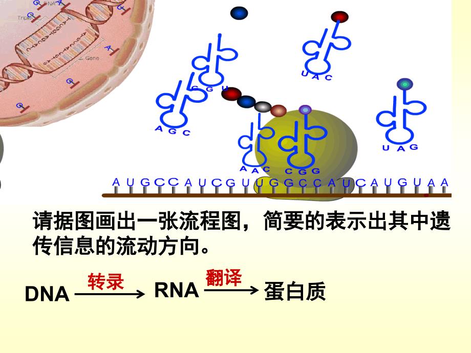 4.2基因对性状的控制课件杨媚_第2页