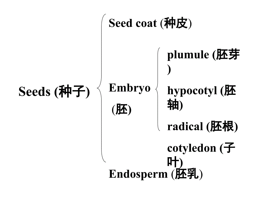 植物学教学课件：第3讲 根(Roots)_第2页