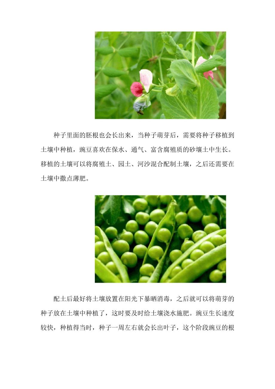 豌豆发芽过程_第2页