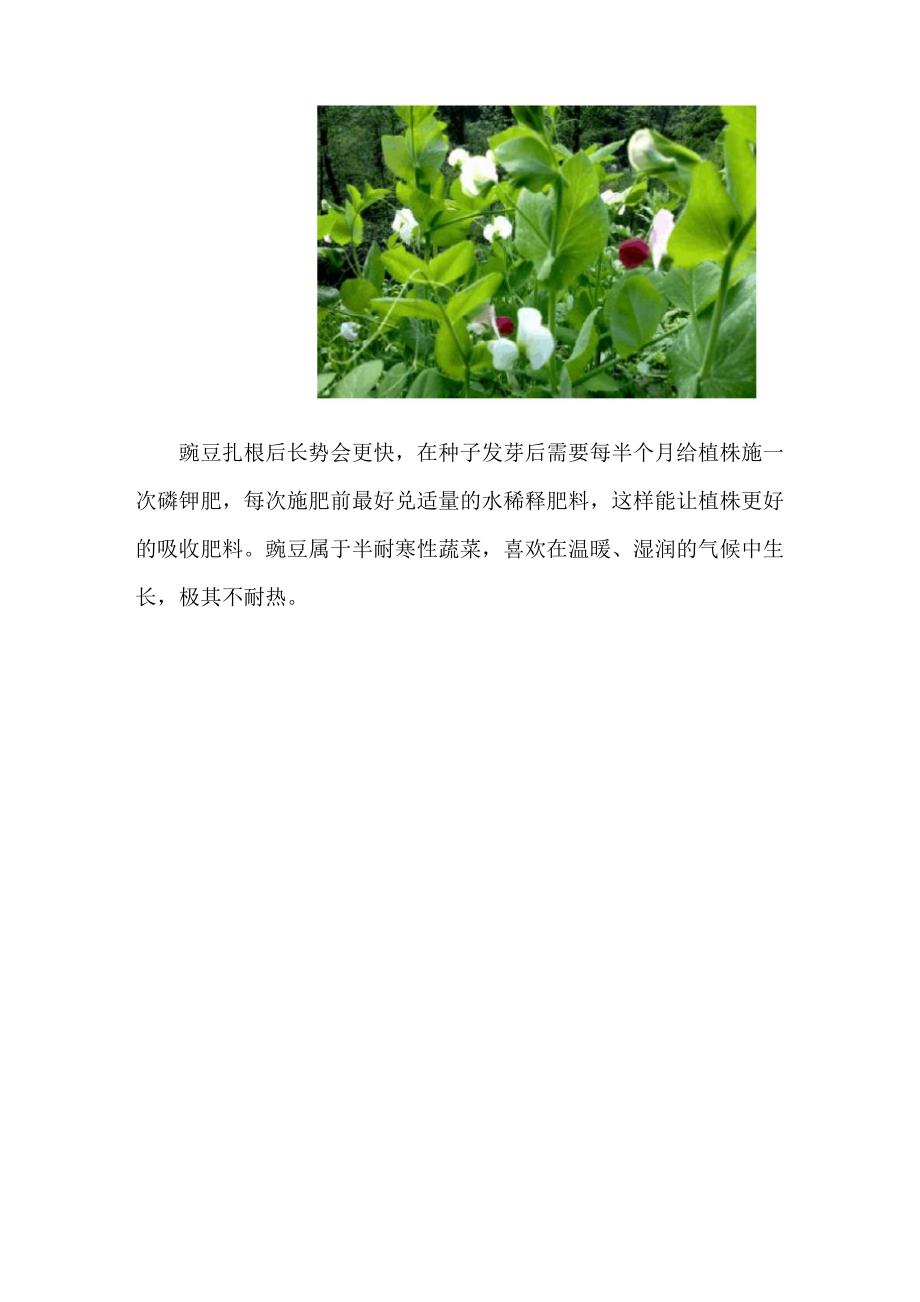 豌豆发芽过程_第4页