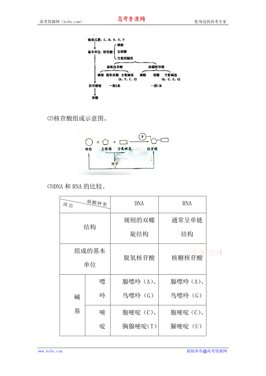 临清市生物必修一第二章第3节遗传信息的携带者核酸教案许秀平_第3页