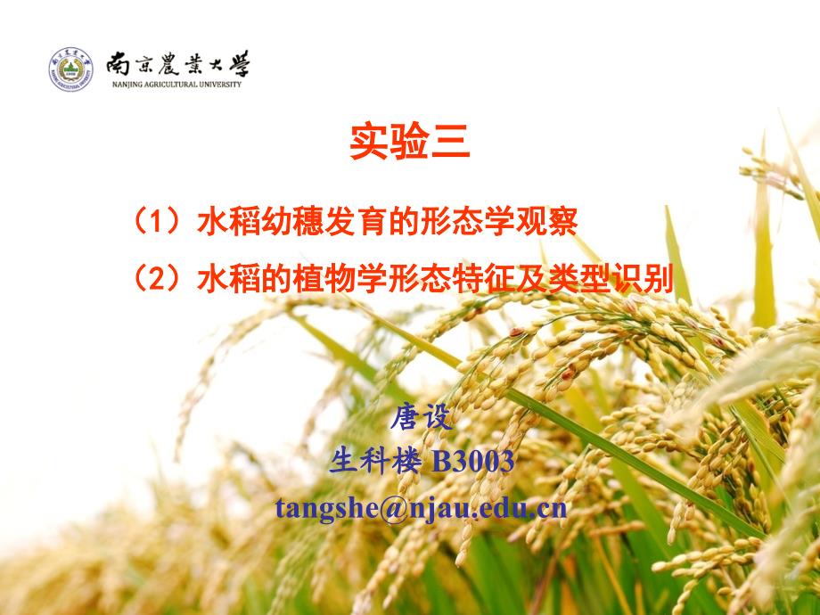实验三 水稻的植物学形态特征_第1页