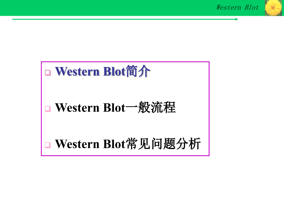 Western-Blot详解及问题分析PPT优秀课件_第2页