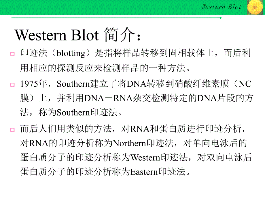 Western-Blot详解及问题分析PPT优秀课件_第3页