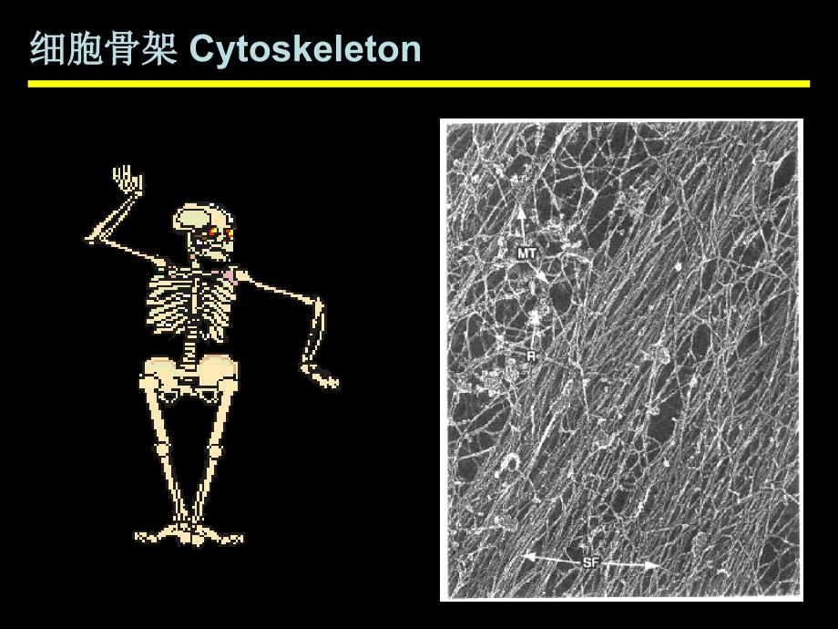 第七章细胞骨架_第3页