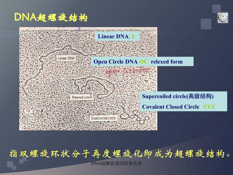 DNA超螺旋基因组染色体课件_第3页