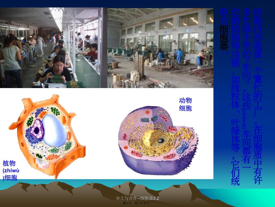 分工与合作--细胞器3.2课件_第2页