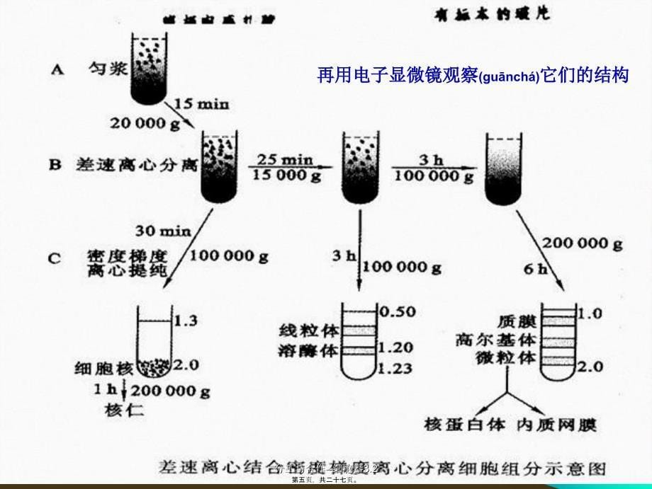 分工与合作--细胞器3.2课件_第5页