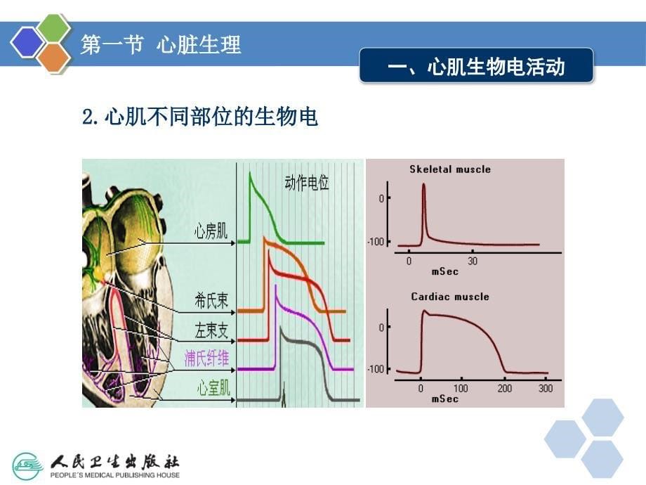 人卫版生理学第四章血液循环_第5页