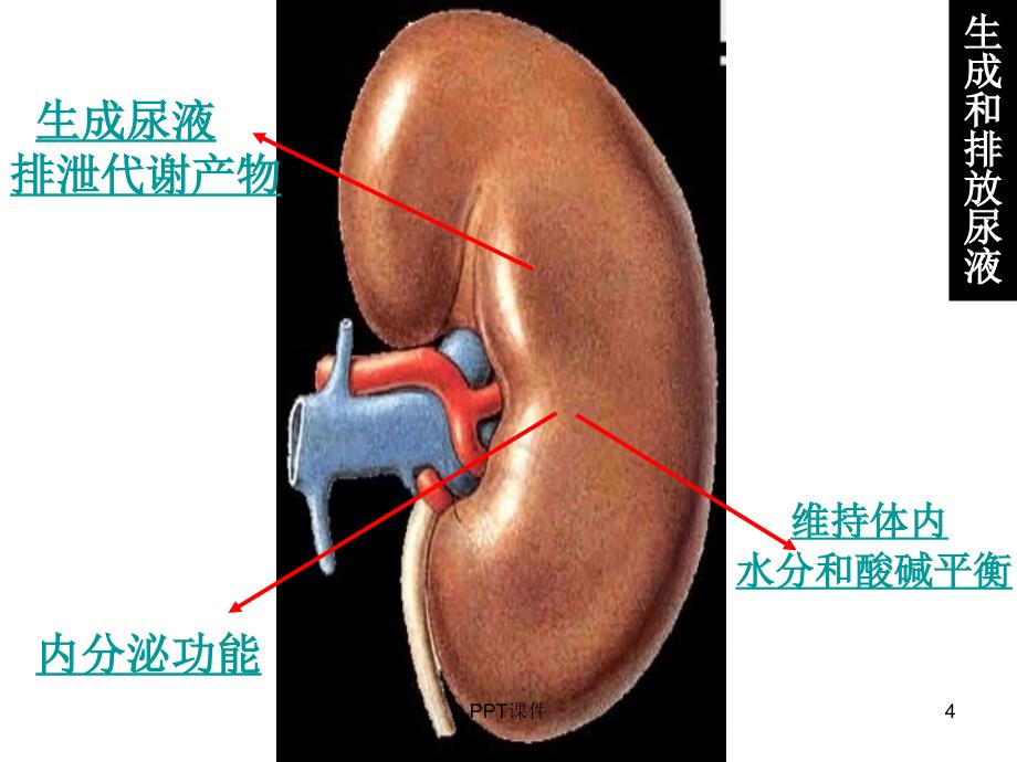 肾脏解剖ppt课件_第4页