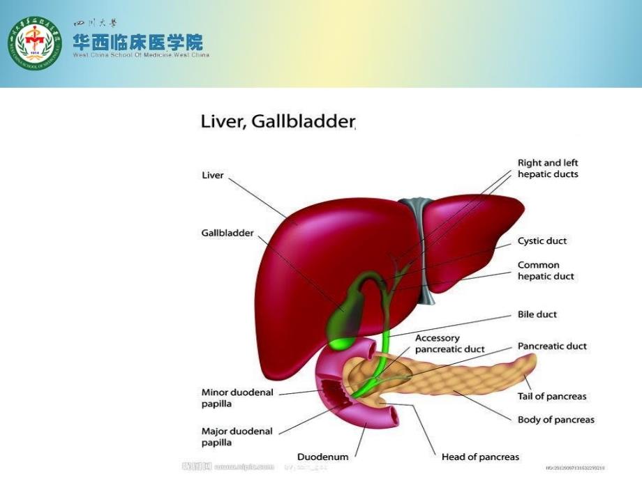 保肝药物的分类及合理应用-整理版_第2页