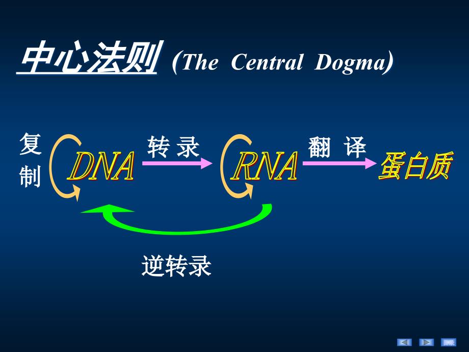 生物医学概论生化第4章基因信息的传递和表达_第2页