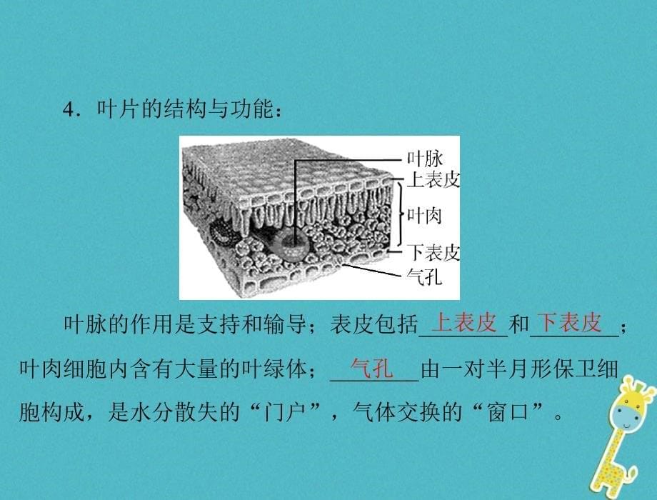 生物 梳理第三章第二讲 绿色植物的蒸腾作用、光合作用和呼吸作用_第5页