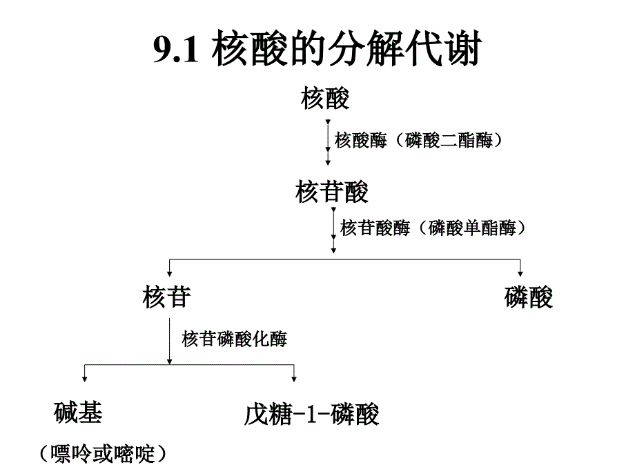 091核酸代谢12081026_第4页