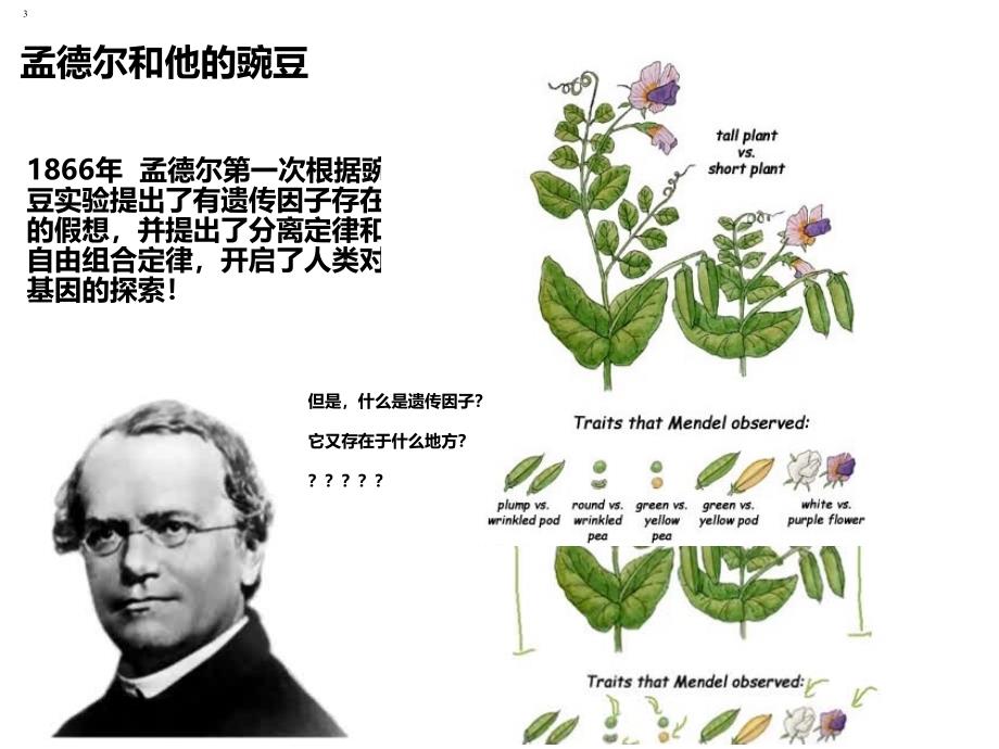 【新教材生物】《基因在染色体上》1课件_第3页