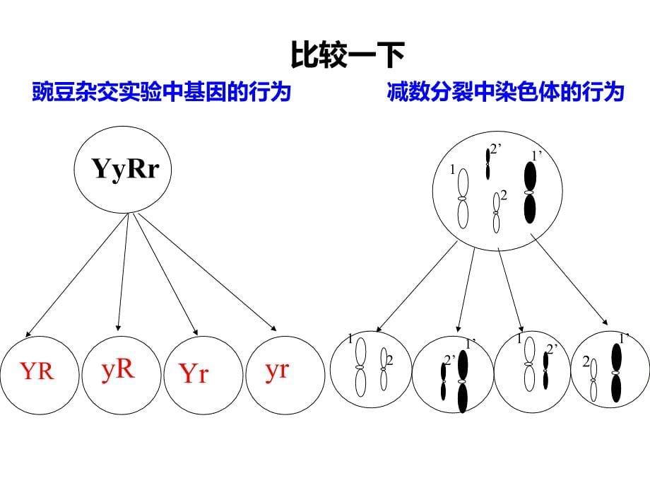 【新教材生物】《基因在染色体上》1课件_第5页