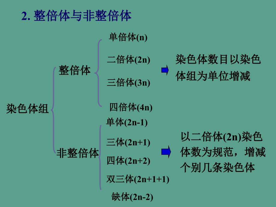 第13章染色体数目变异ppt课件_第4页