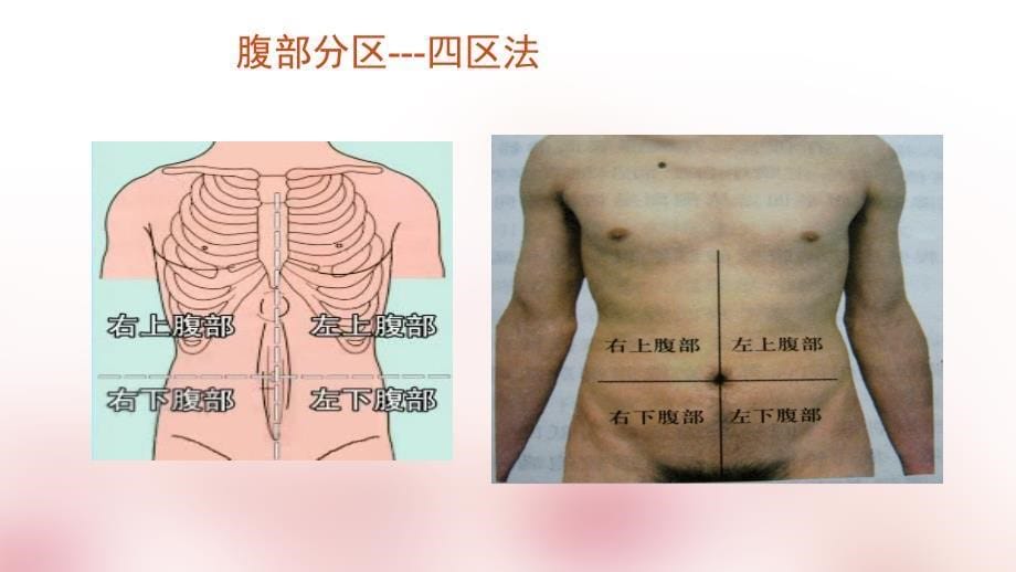 正常腹部查体ppt课件_第5页