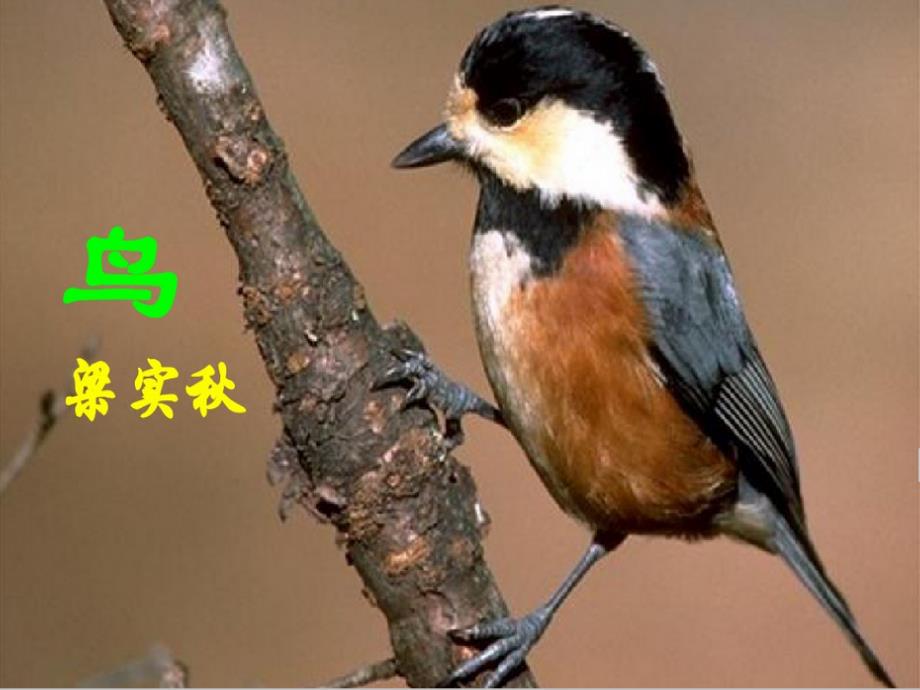 18.梁实秋鸟详解_第1页